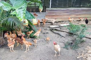 Farm To Table Tour (1)