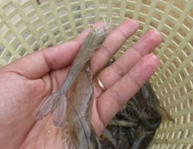 Malay Cultural Experienced (3)