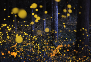 Fireflies 5