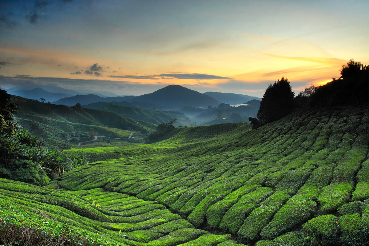 BOH-Tea-Plantation-what-to-do-in-Cameron-Highlands-Malaysia